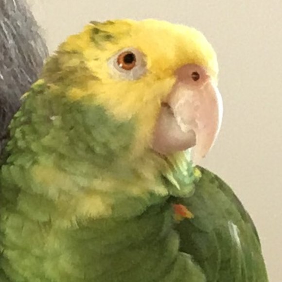 Meet your Posher, Peppers' Mom - Picture 1 of 1